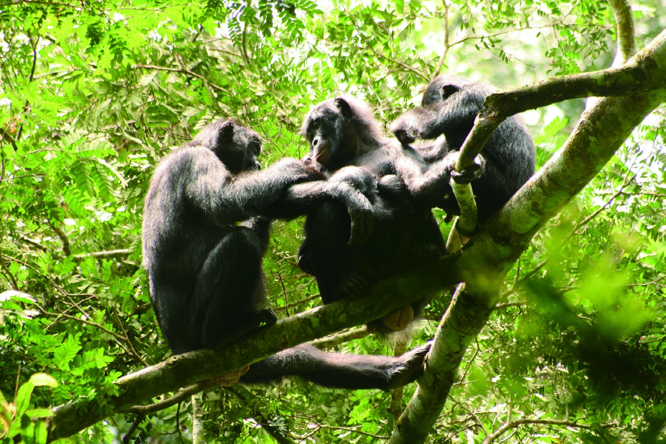 Friendly Touch Helps Apes Keep the Peace - Science